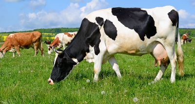 Updated advice on lactating cow intramammary antibiotics